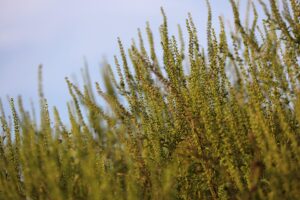 Allergy Season Relief: Natural Cannabis Approaches