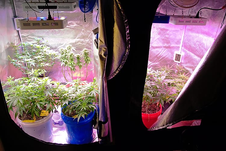 Grow-Tent-Rob-Dun