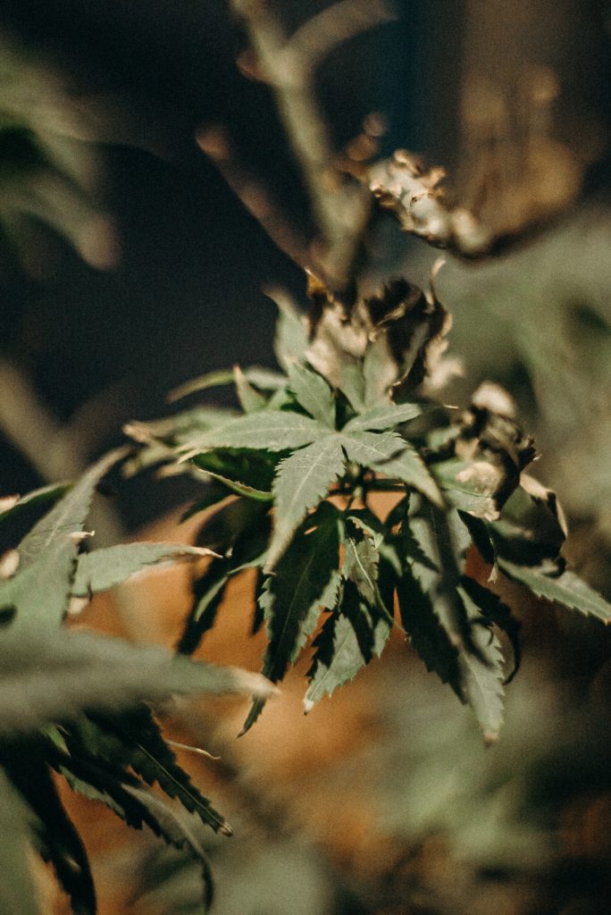 Photo by cottonbro from Pexels