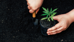 Grow Your Own Medicine - Tips for Medical Cannabis Home Cultivation