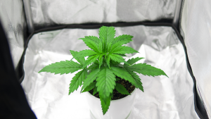 Grow Your Own Medicine - Tips for Medical Cannabis Home Cultivation