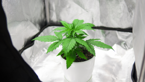 Medical Cannabis Certifications | Grow Your Own Medical Cannabis