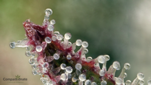 What are Trichomes? | Compassionate Clinics of America