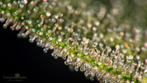 What are Trichomes? | Compassionate Clinics of America