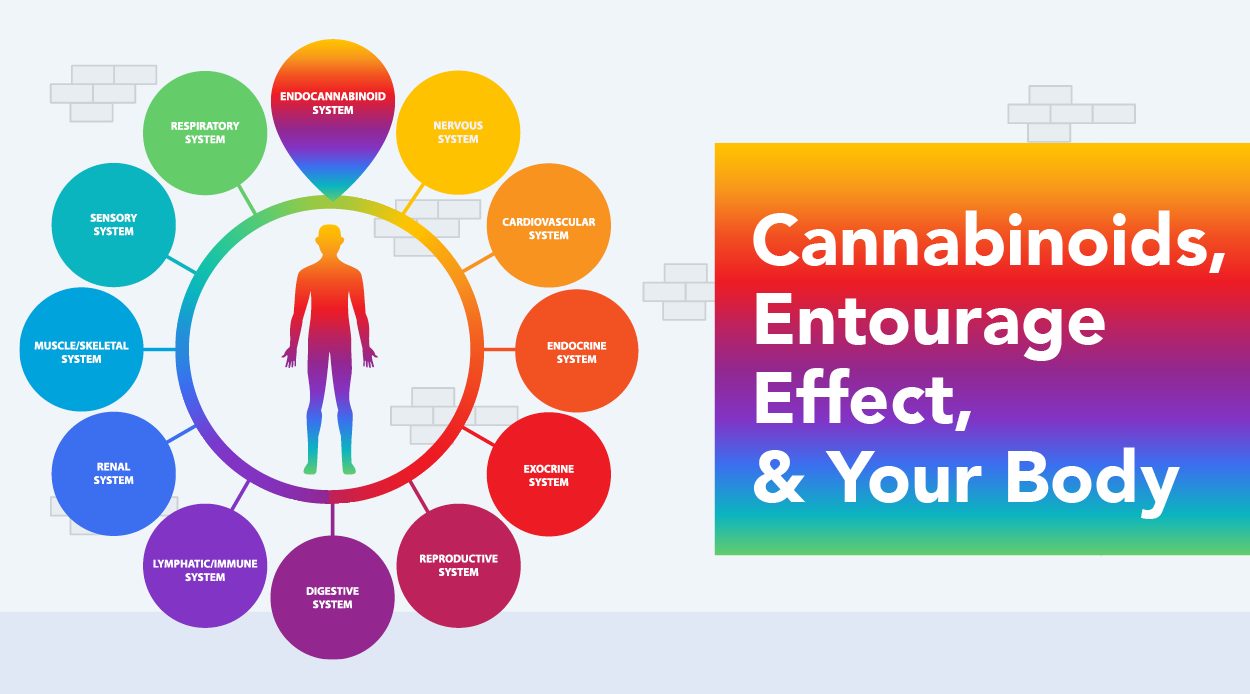 Cannabinoids and How They Interact with Your Body - Compassionate ...