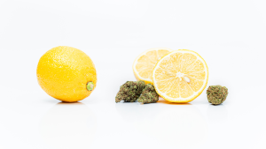 Terpenes in Medical Cannabis: Limonene