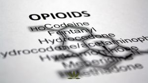 Can Medical Cannabis Help Reduce Opioid Dependence?