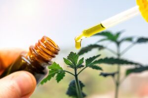 Cannabis Derived Oil for Infusion