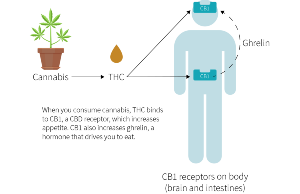 docs thc prcssurc at point a increase decrease remain... "Munchies": The Connection Between Cannabis and Appetite