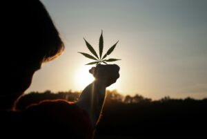 Understanding Croptober - How Harvest Season Impacts Medical Cannabis