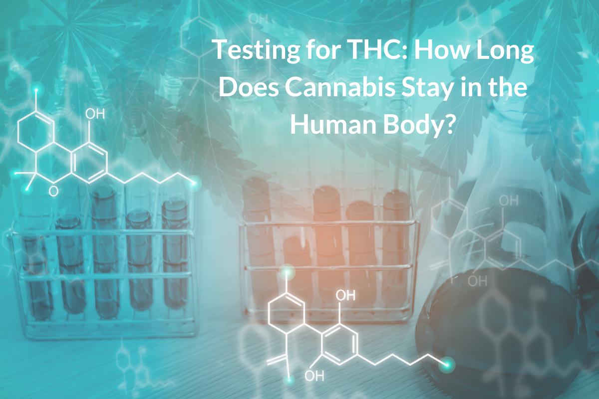 Testing for thc how long does cannabis stay in the human body