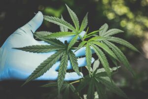 A hand in a blue glove holding a cannabis leaf, the source of HHC and THC.