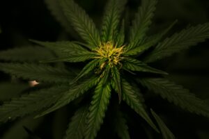 Anti-Inflammatory Properties of HHC