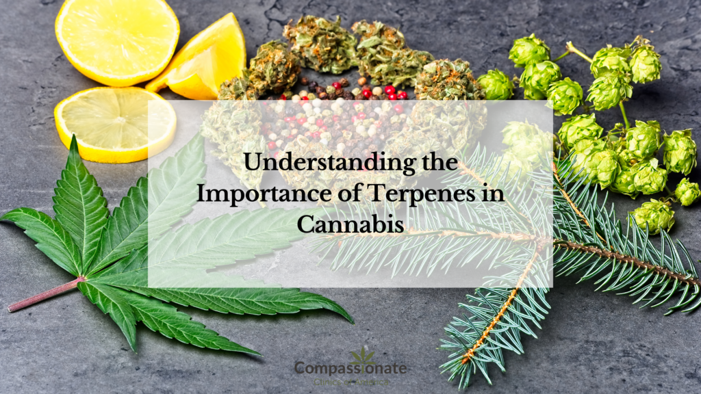 Understanding the Importance of Terpenes in Cannabis